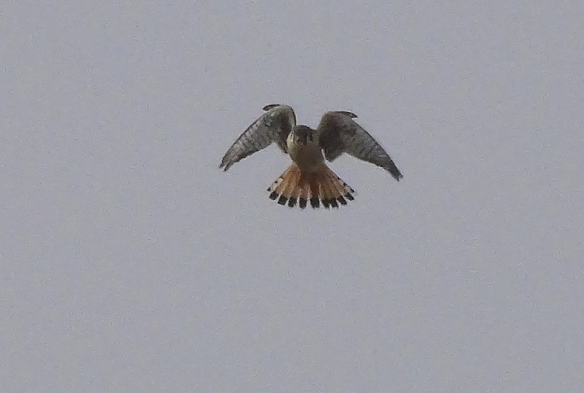 American Kestrel - Nancy Overholtz