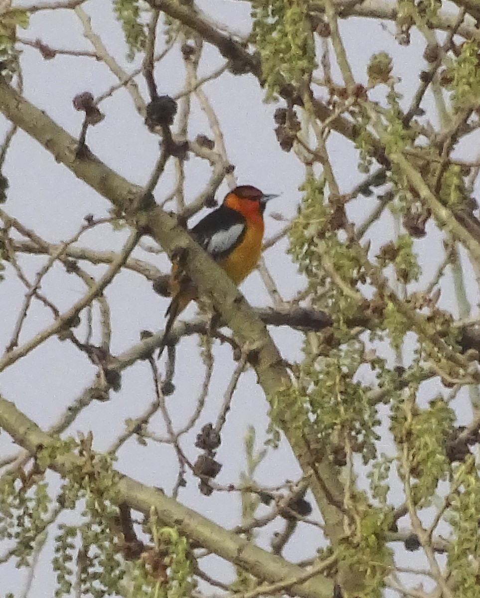 Bullock's Oriole - ML221855641