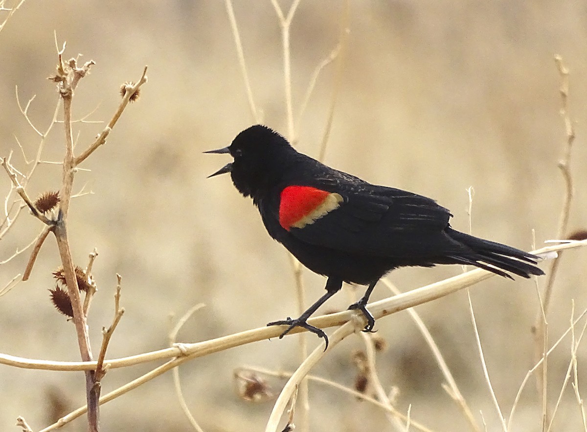 Red-winged Blackbird - Nancy Overholtz