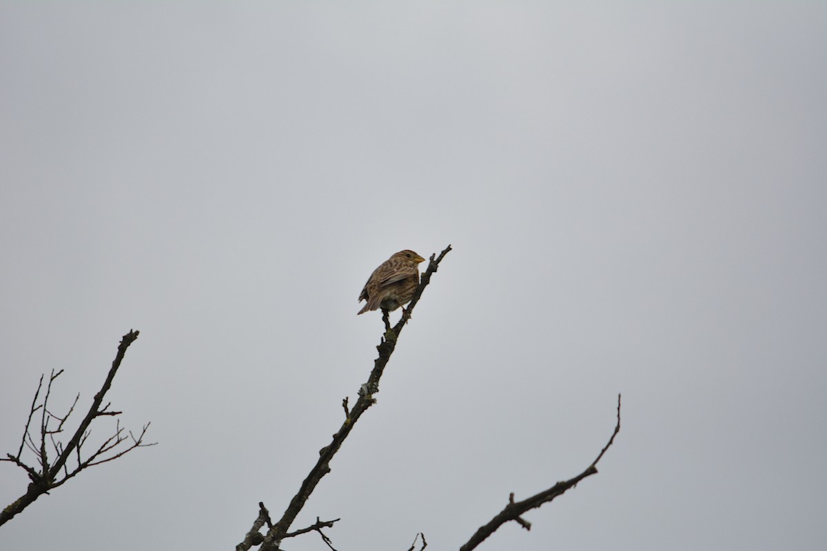 Corn Bunting - ML221856381