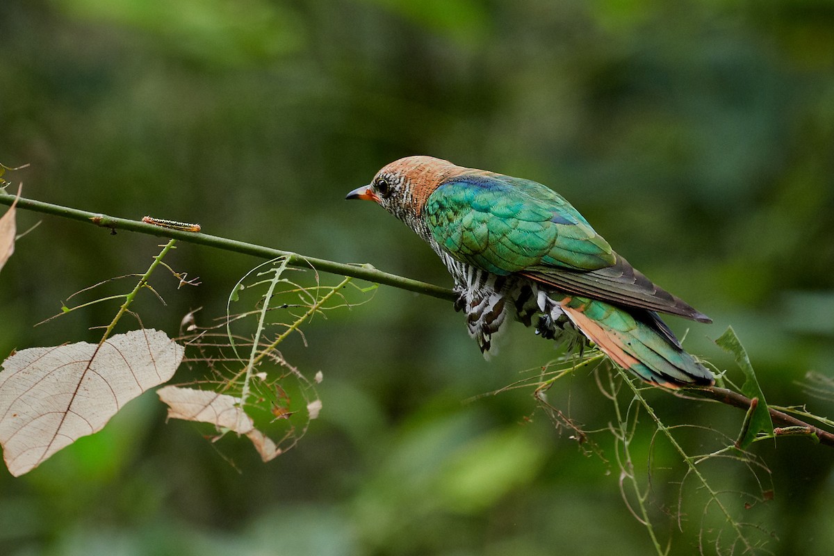 Asian Emerald Cuckoo - ML221856661