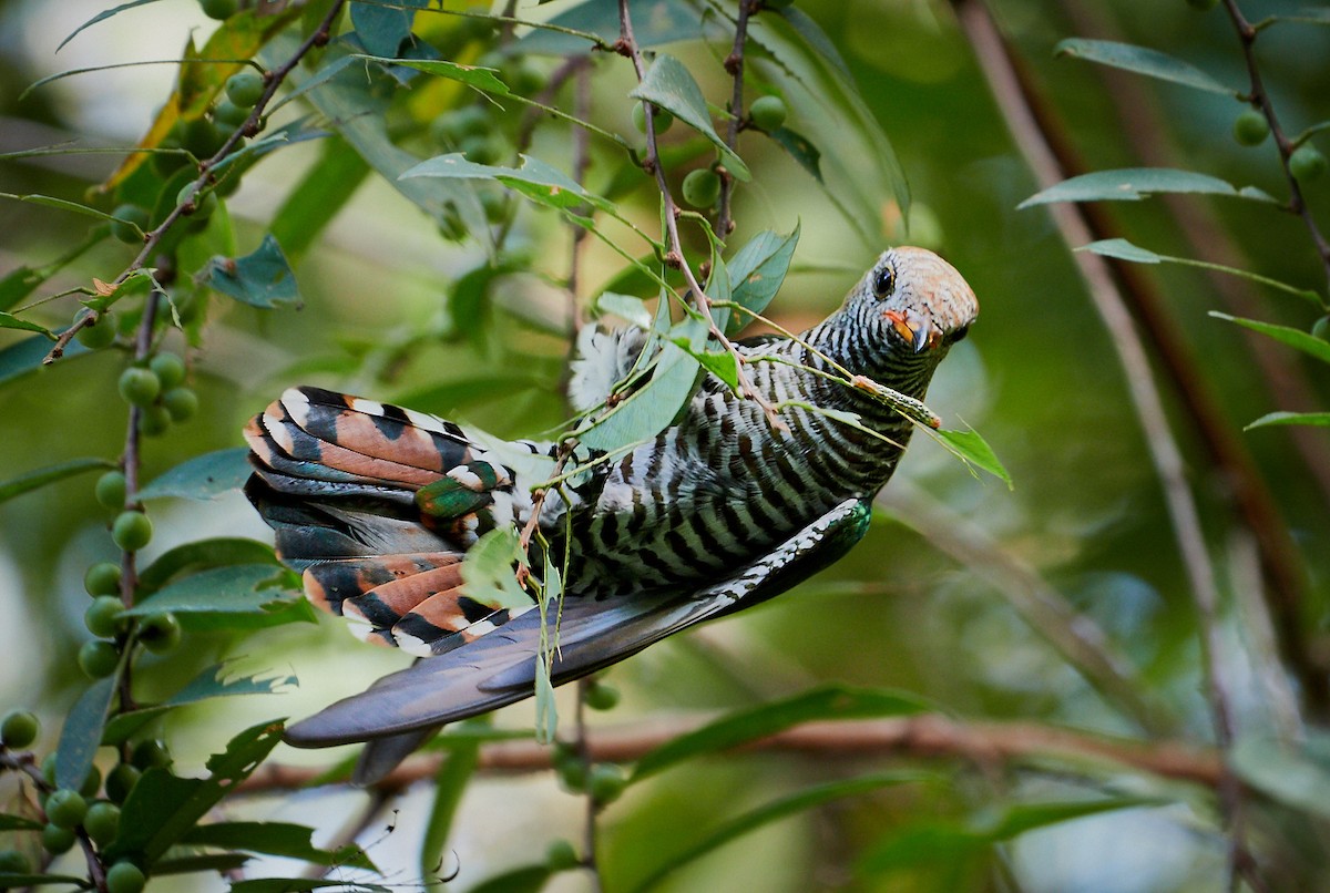 Asian Emerald Cuckoo - ML221856911
