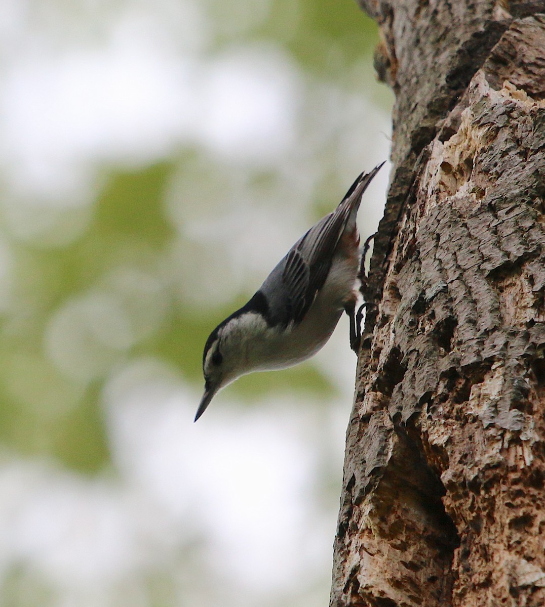White-breasted Nuthatch - ML221856981