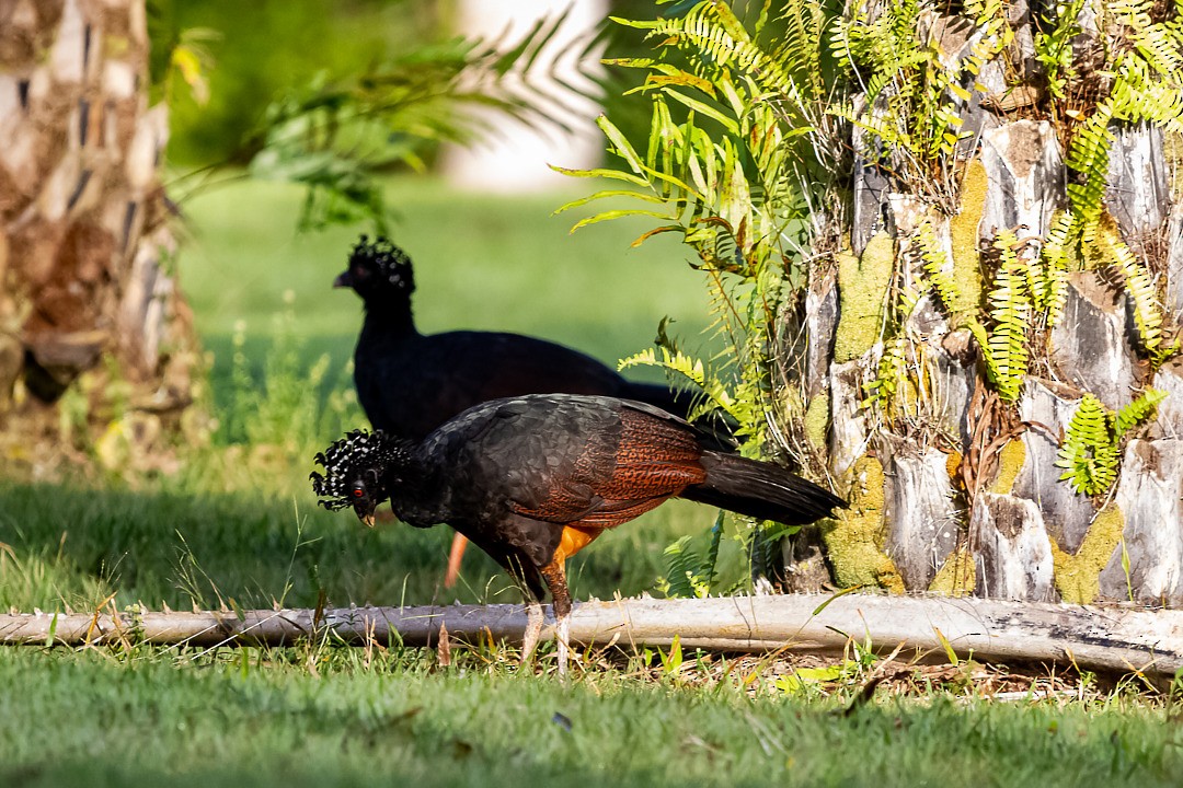 Red-billed Curassow - ML221857241