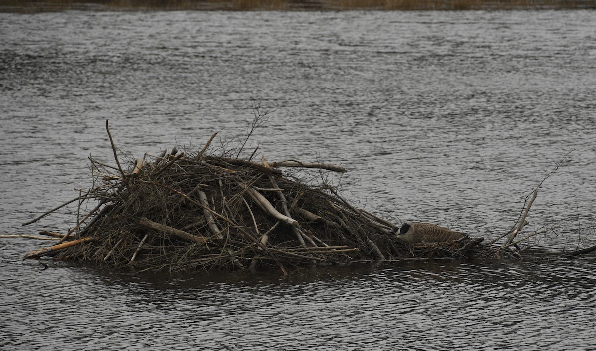 Canada Goose - Randy Bodkins