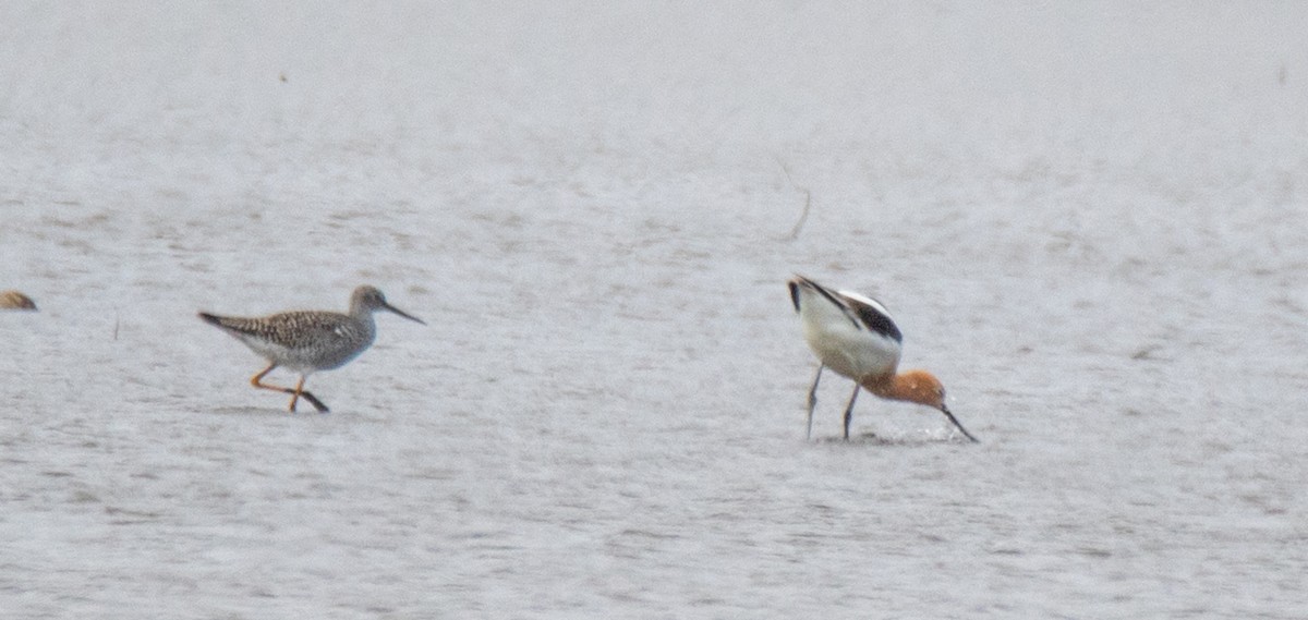 Avoceta Americana - ML221858451