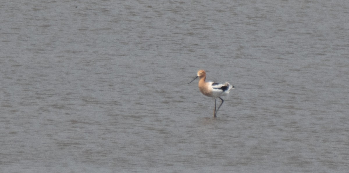 Avoceta Americana - ML221858511