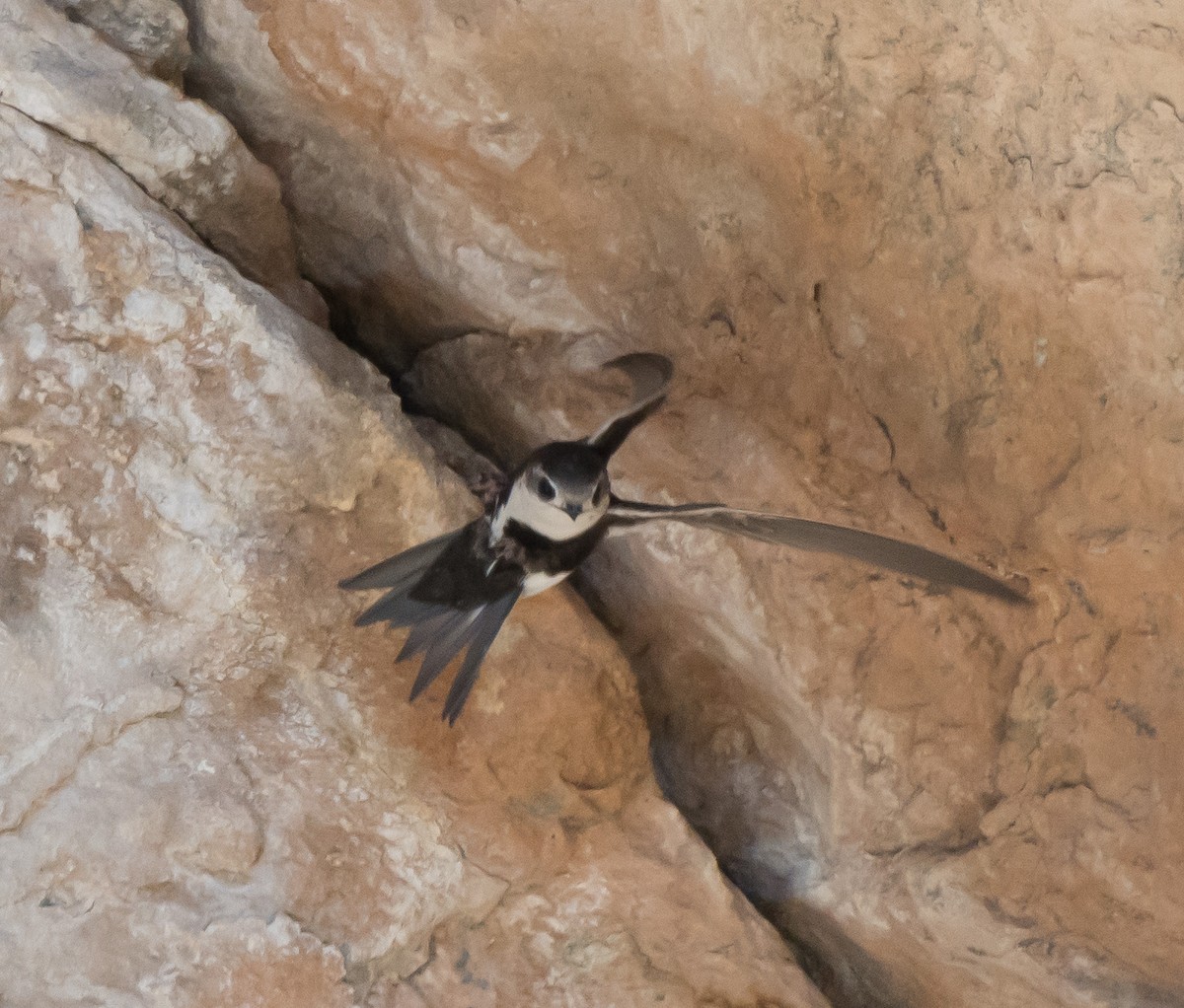 White-throated Swift - ML221858551