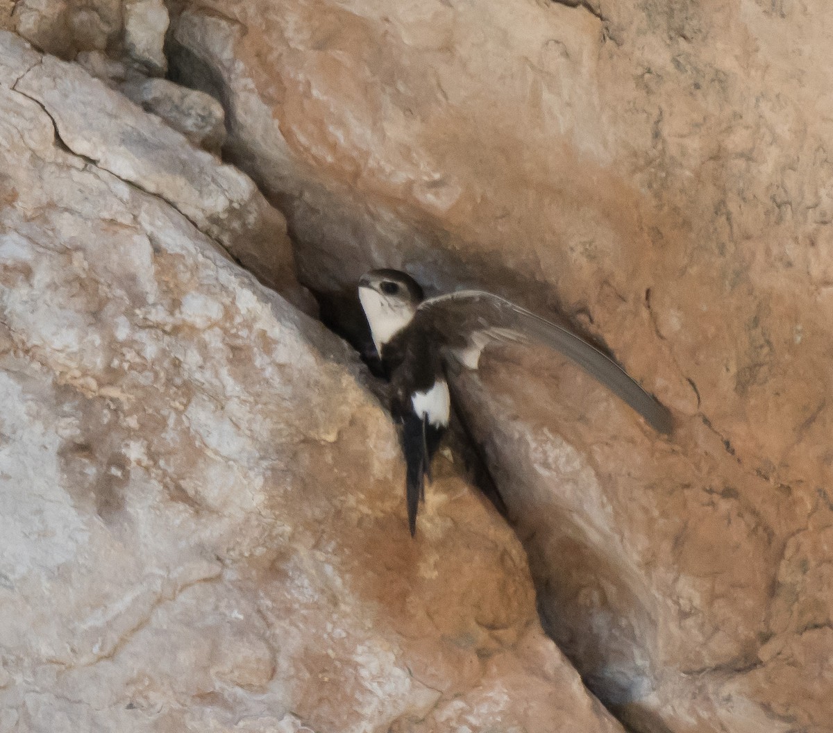 White-throated Swift - ML221858561