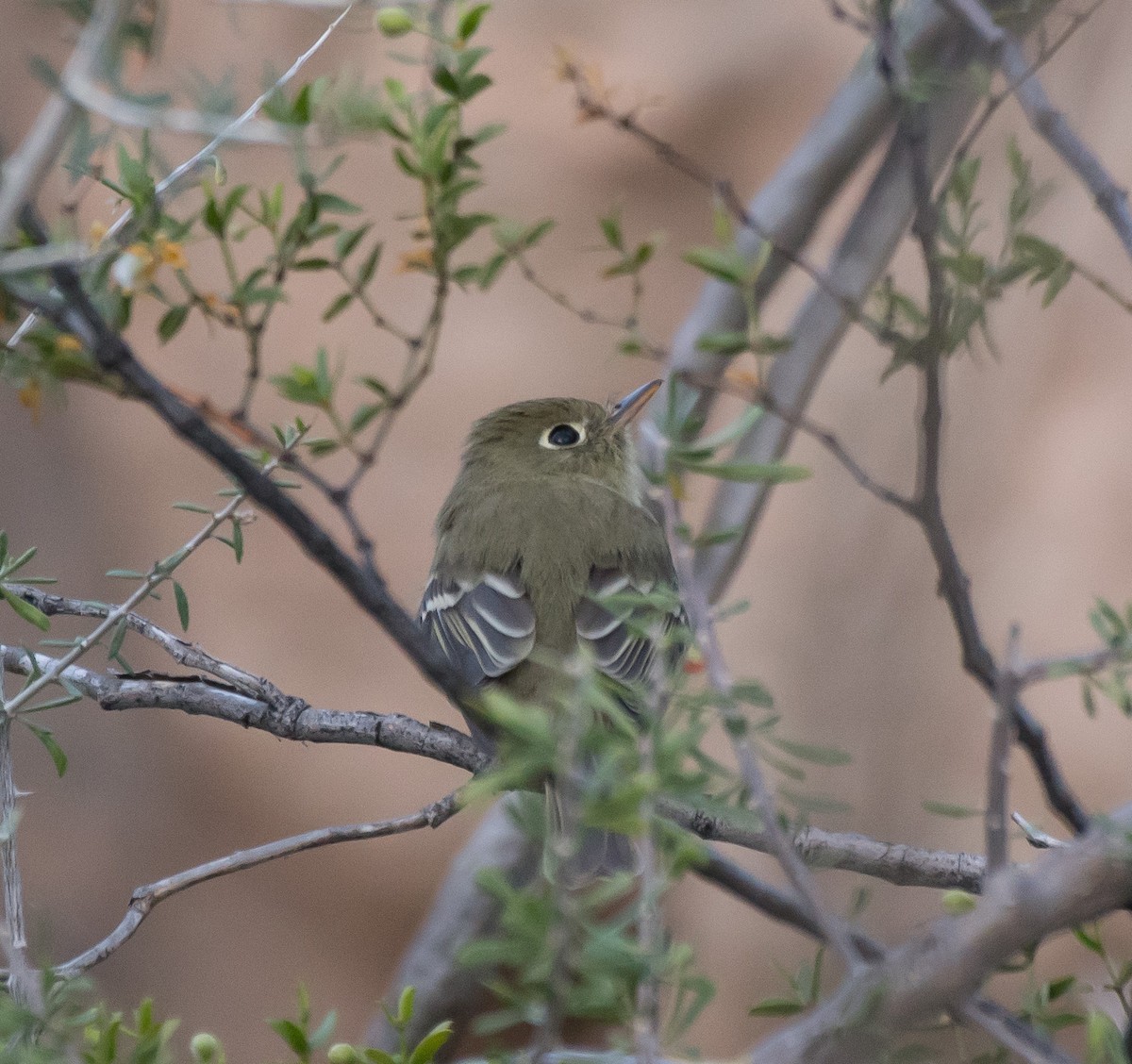 Western Flycatcher (Pacific-slope) - Gordon Karre