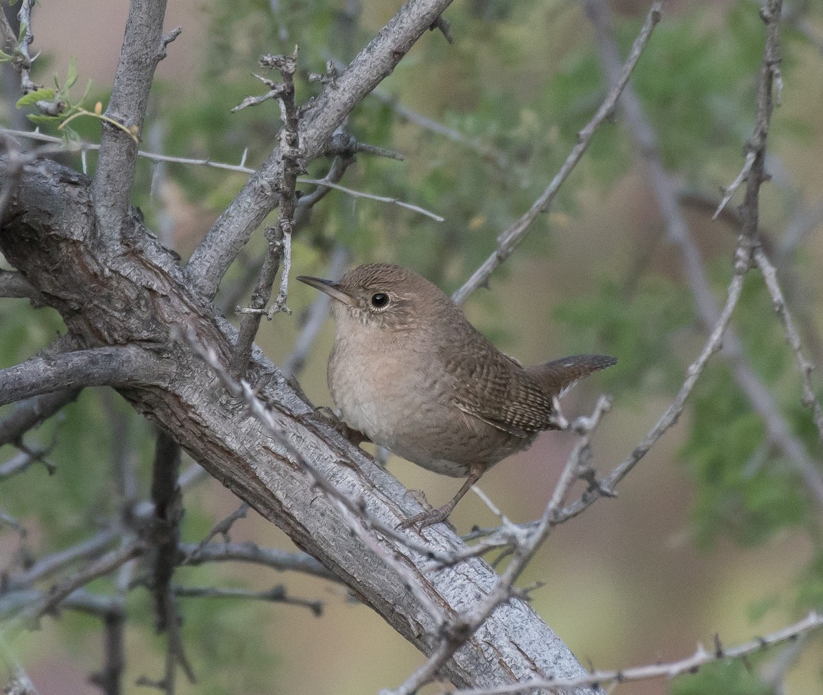 House Wren (Northern) - ML221859221