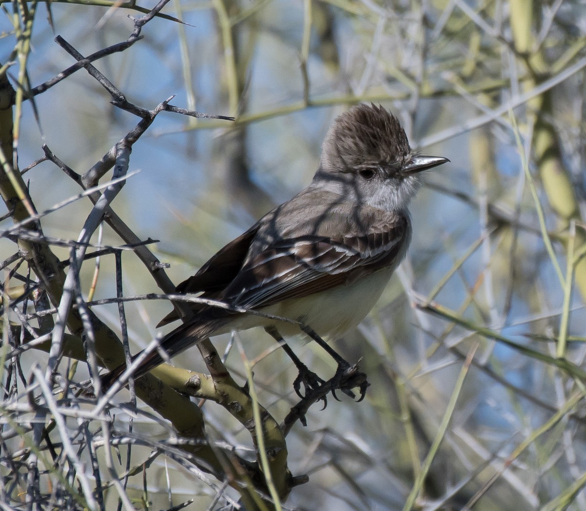 Ash-throated Flycatcher - ML221859641