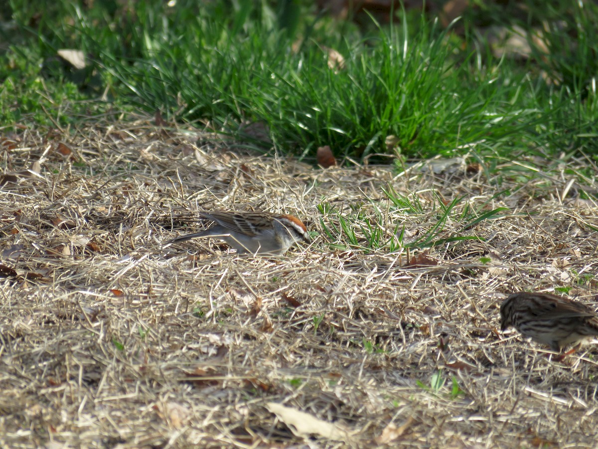 Chipping Sparrow - ML221860911