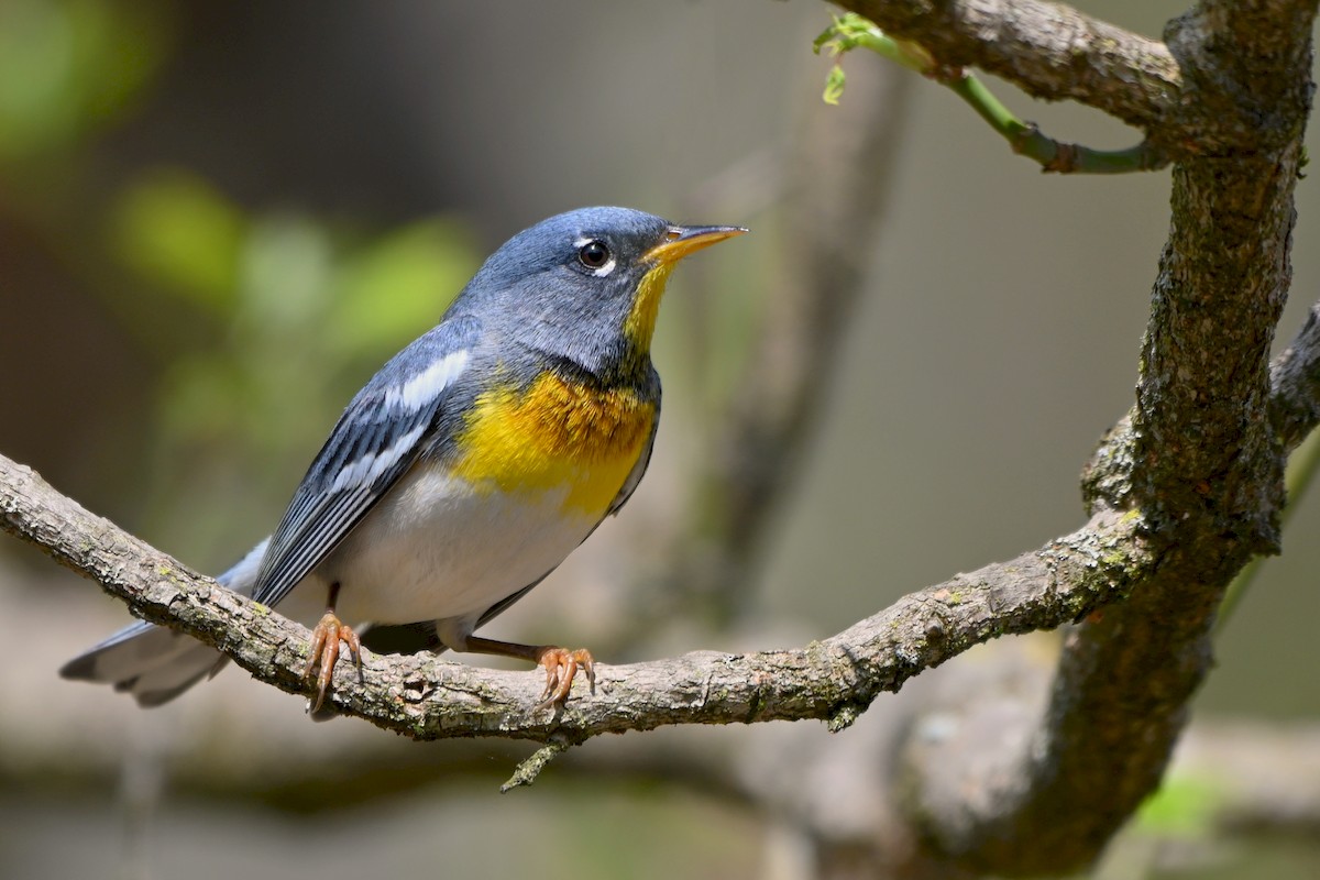 Northern Parula - ML221861131