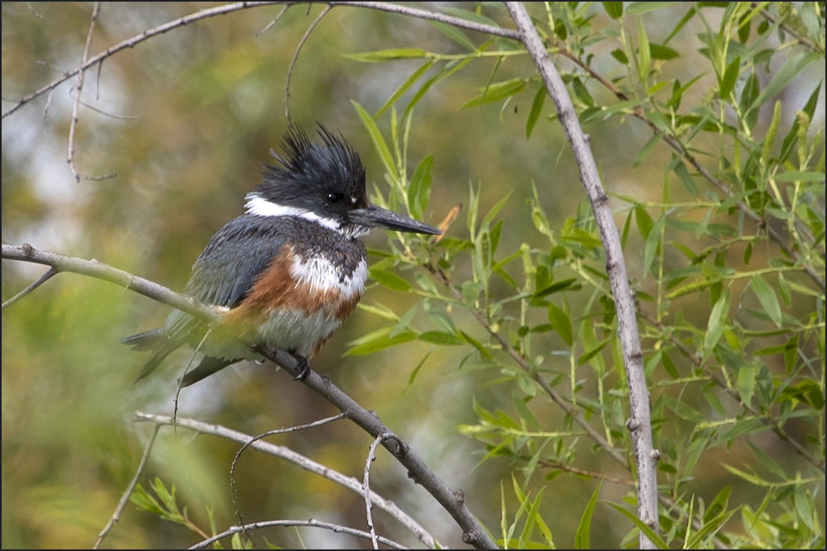 Belted Kingfisher - ML221861391