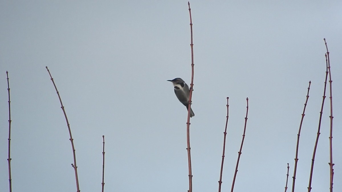 Crescent Honeyeater - ML221861671