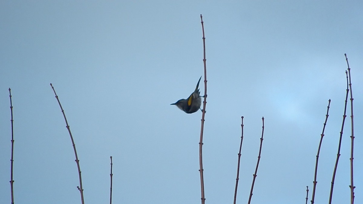 Crescent Honeyeater - ML221861711