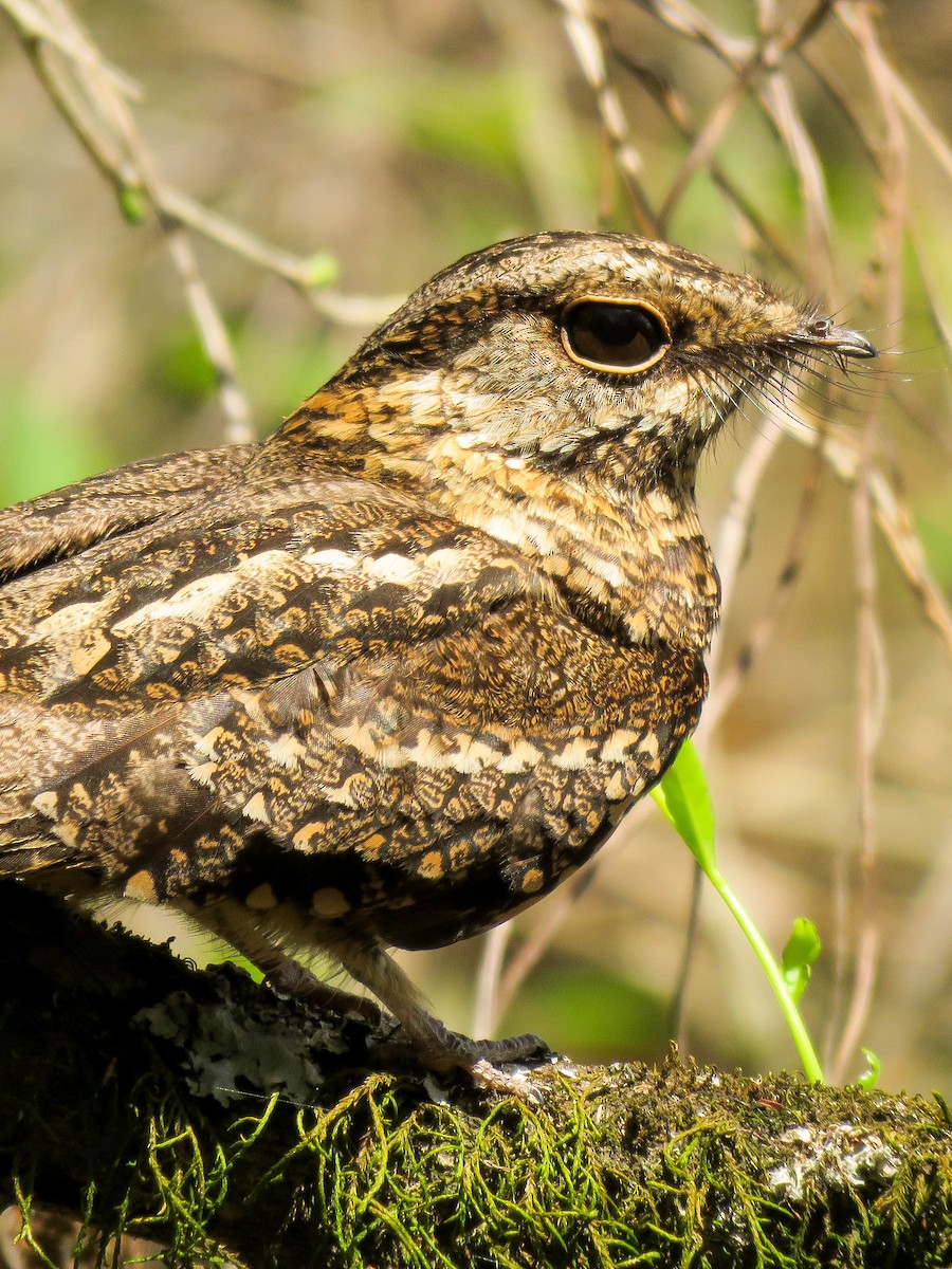 Scissor-tailed Nightjar - ML221862501