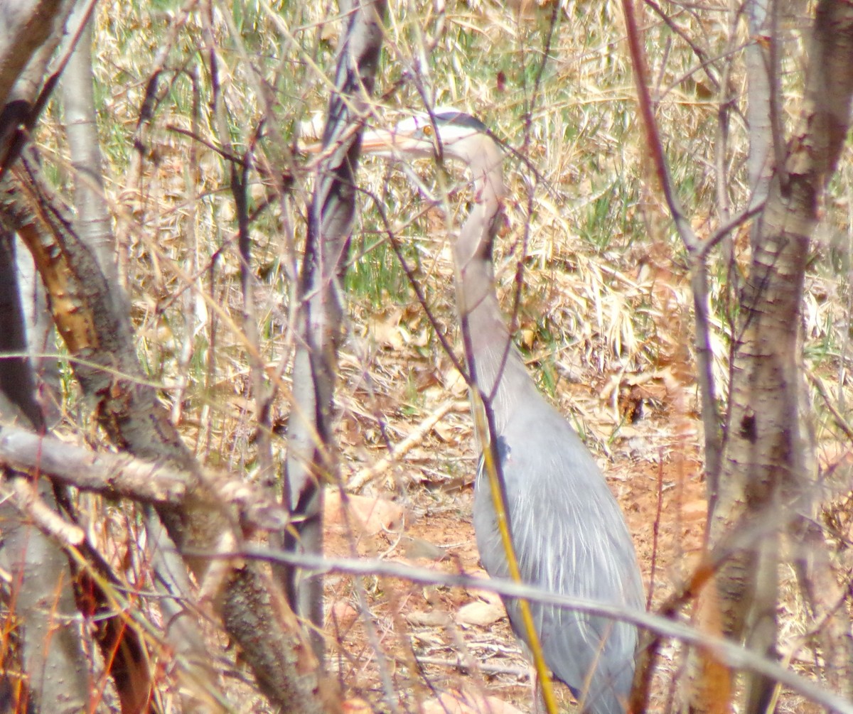 Great Blue Heron - ML221863171