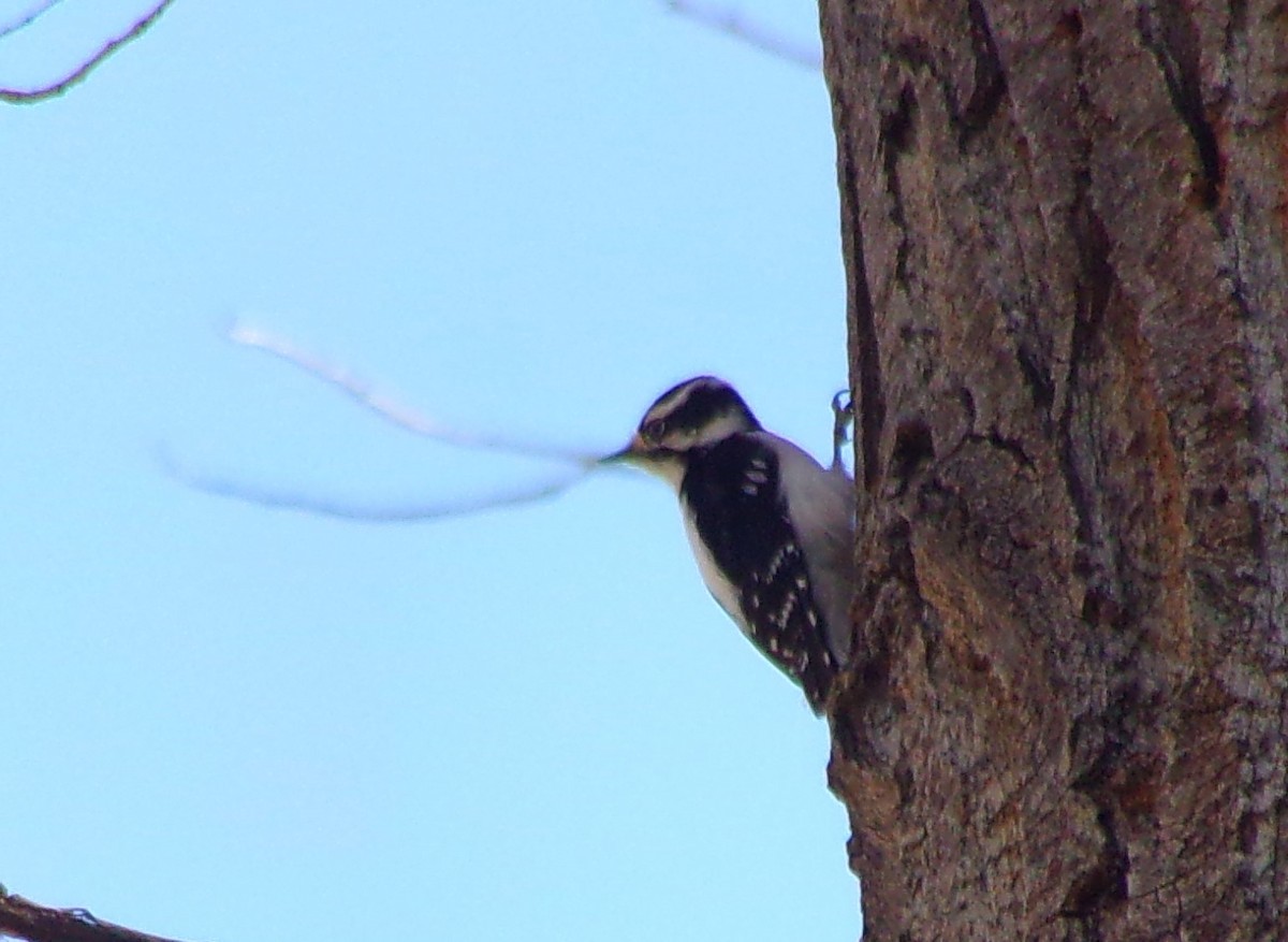 Downy Woodpecker - ML221863231