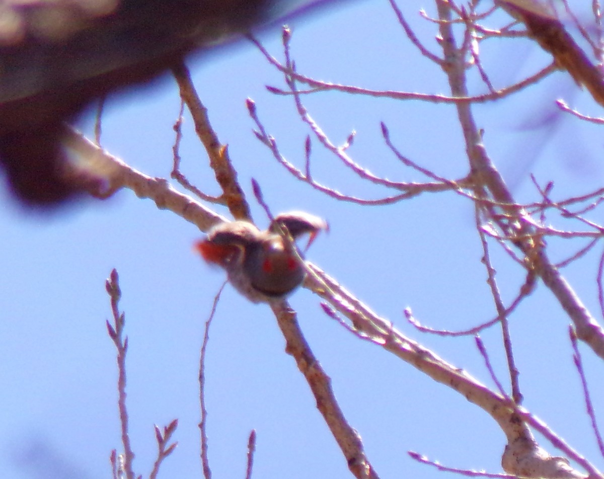 Northern Flicker - ML221863331