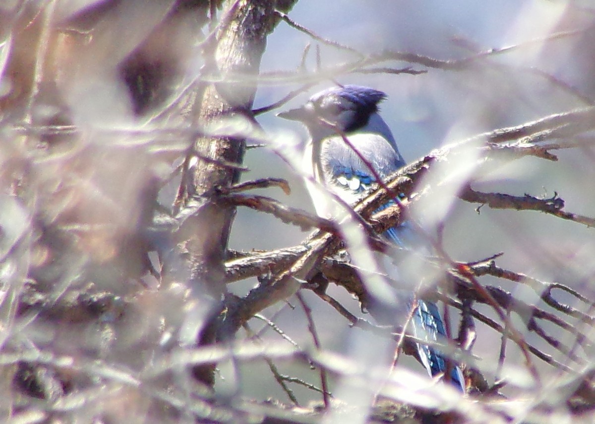 Blue Jay - Jonathan Bookman