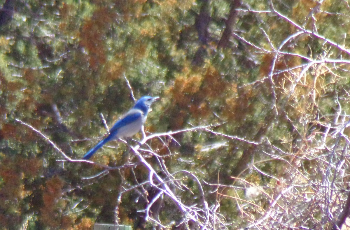 Woodhouse's Scrub-Jay - Jonathan Bookman