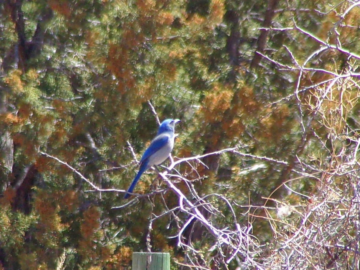 Woodhouse's Scrub-Jay - Jonathan Bookman