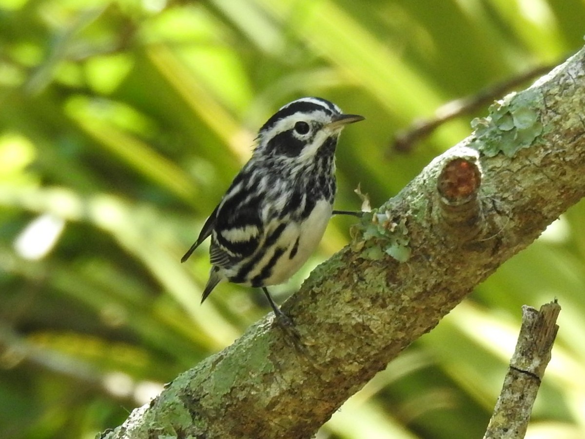 eBird Checklist - 8 Apr 2020 - Siesta Key--Glebe Park - 15 species