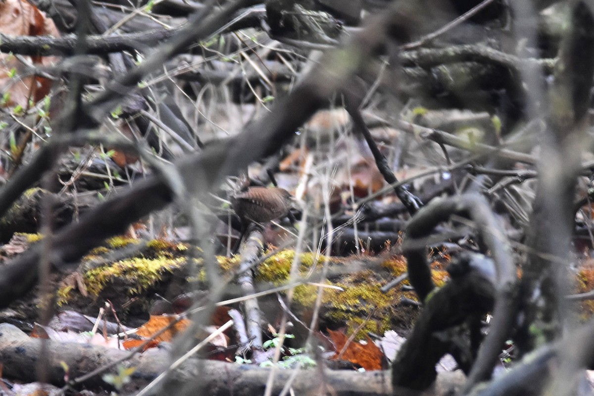 Winter Wren - ML221864111