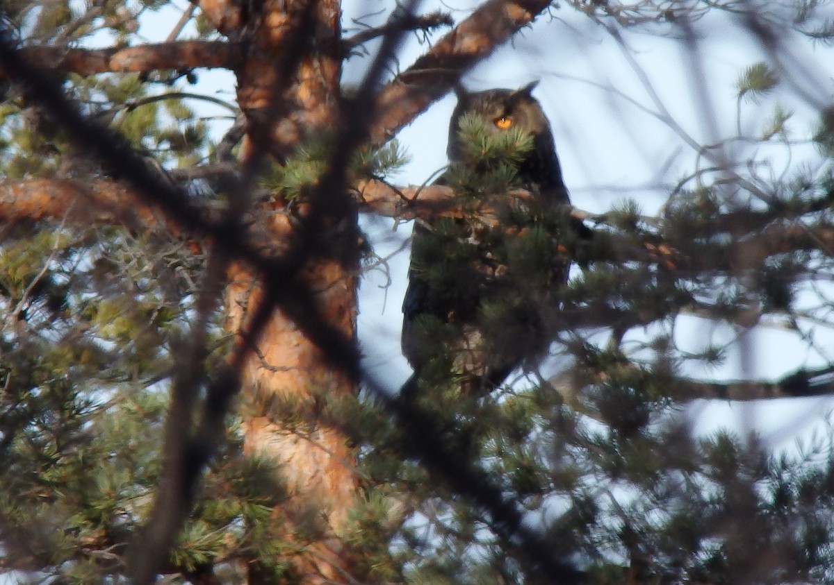 Eurasian Eagle-Owl - ML221867721