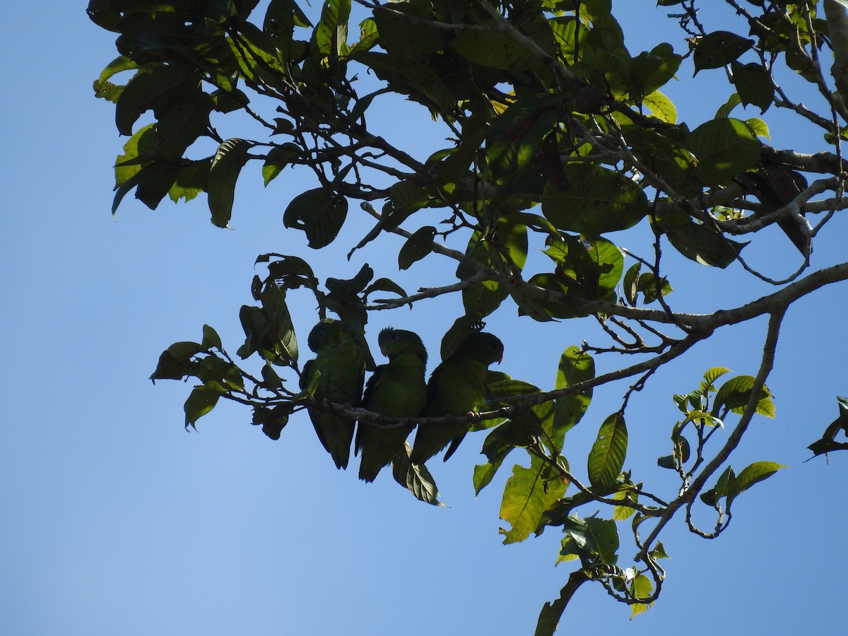 Amazonian Parrotlet - ML221871231