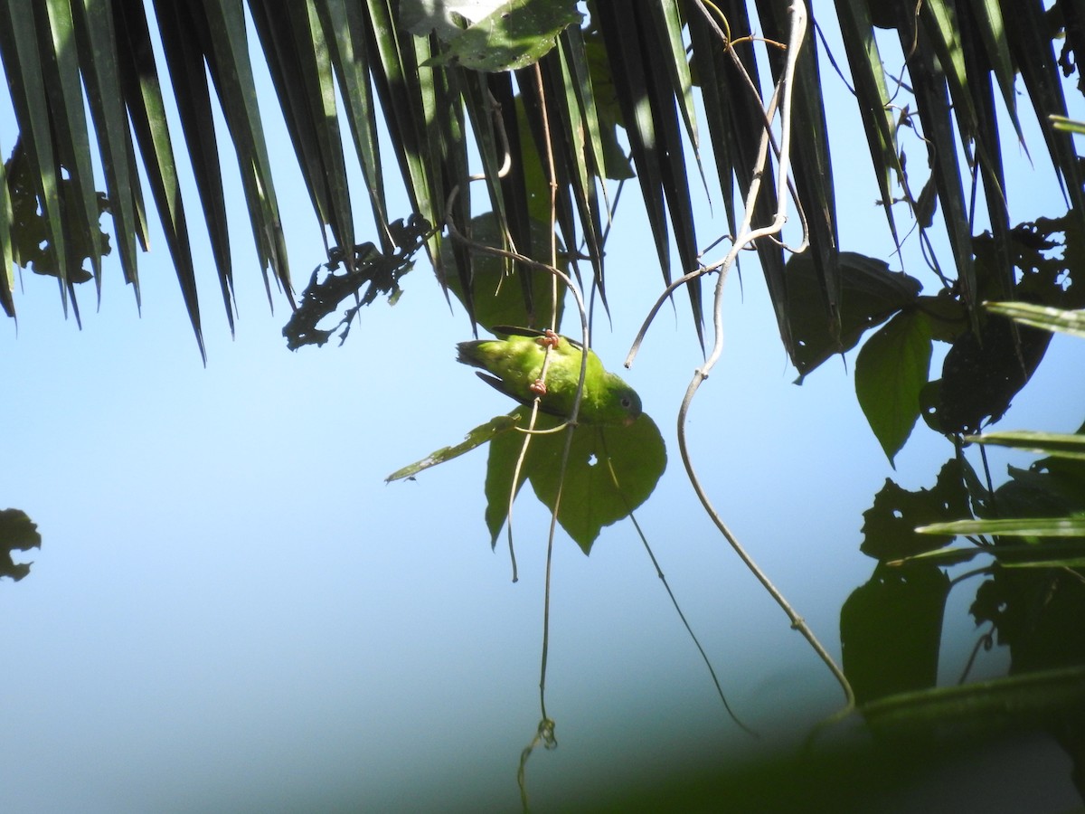 Amazonian Parrotlet - ML221871451