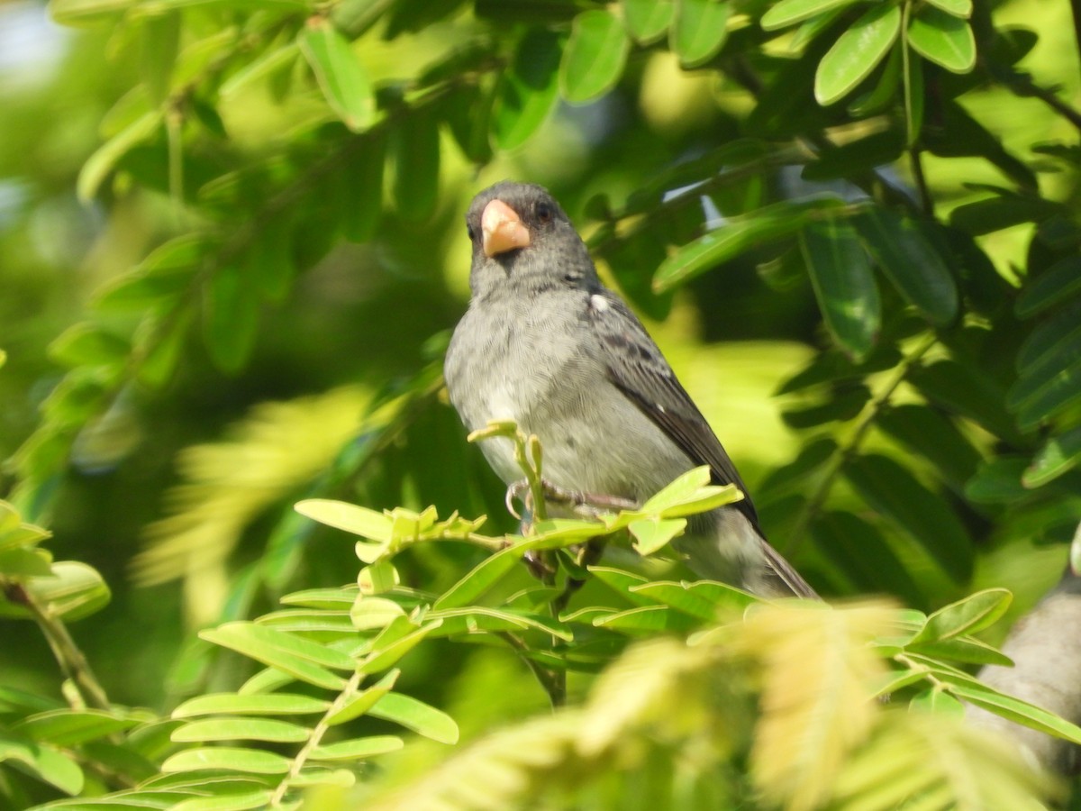 Gray Seedeater - Javier Francisco  Parra