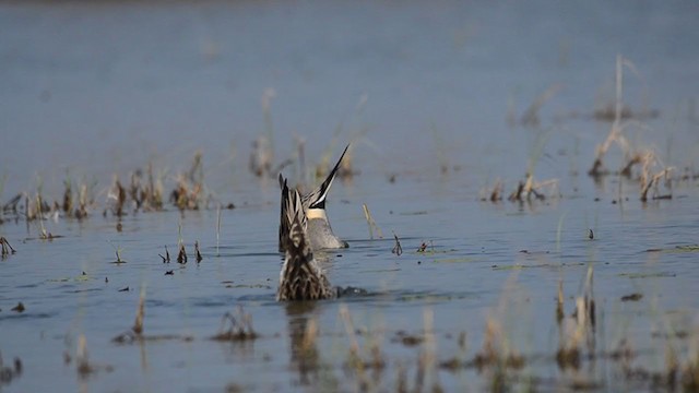 Northern Pintail - ML221872741