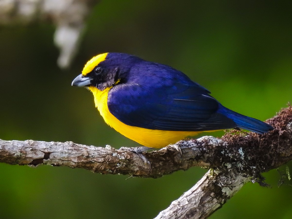 Thick-billed Euphonia - ML221873081