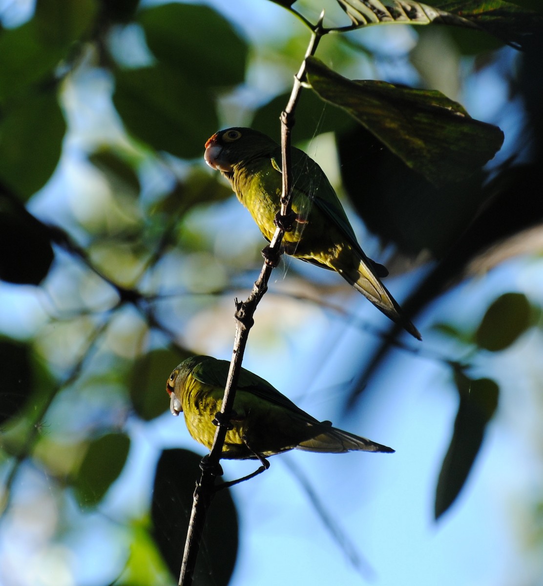 Aratinga Frentinaranja - ML22187481