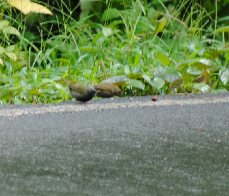 Black-faced Grassquit - ML22187511