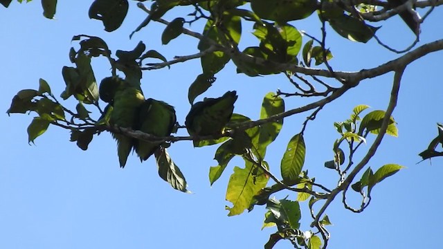 Amazonian Parrotlet - ML221876151