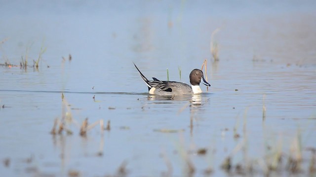 Northern Pintail - ML221876451