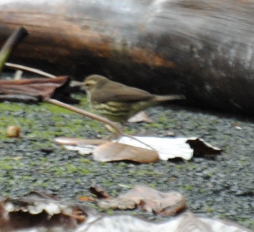 Northern Waterthrush - ML22187701