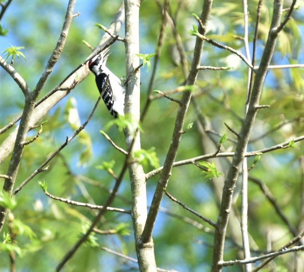 Hairy Woodpecker - ML221877281