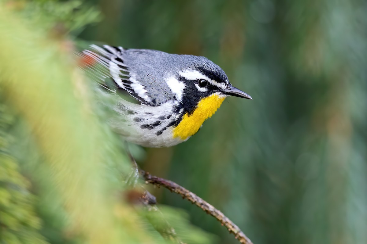 Yellow-throated Warbler - ML221877521