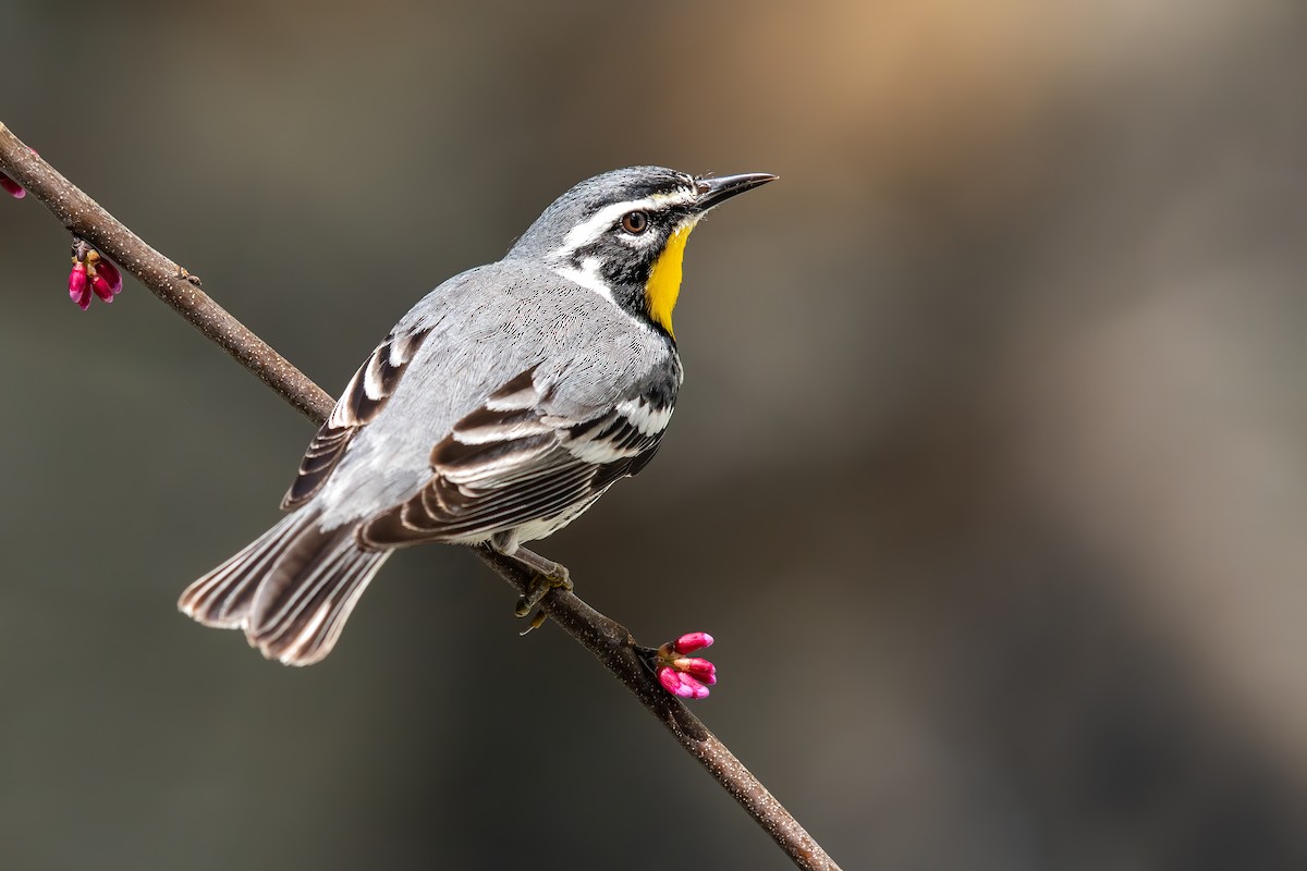 Yellow-throated Warbler - ML221877691