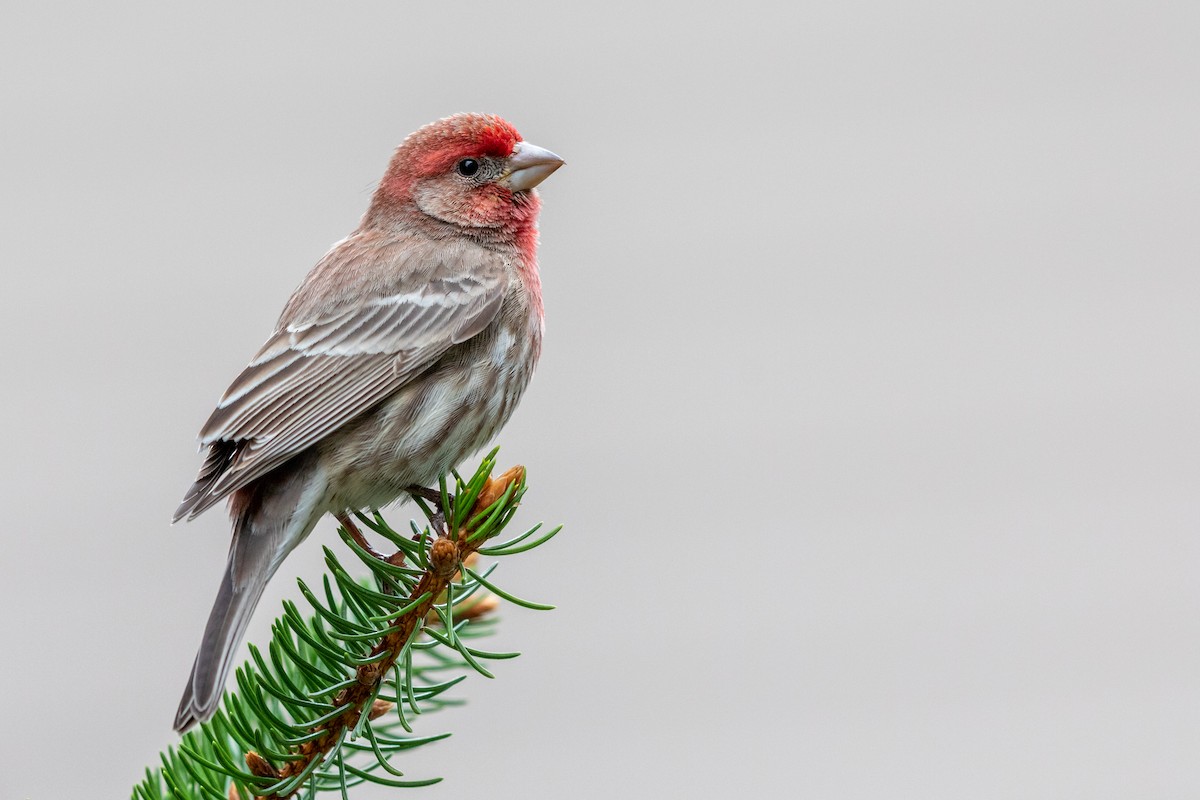 House Finch - ML221877701