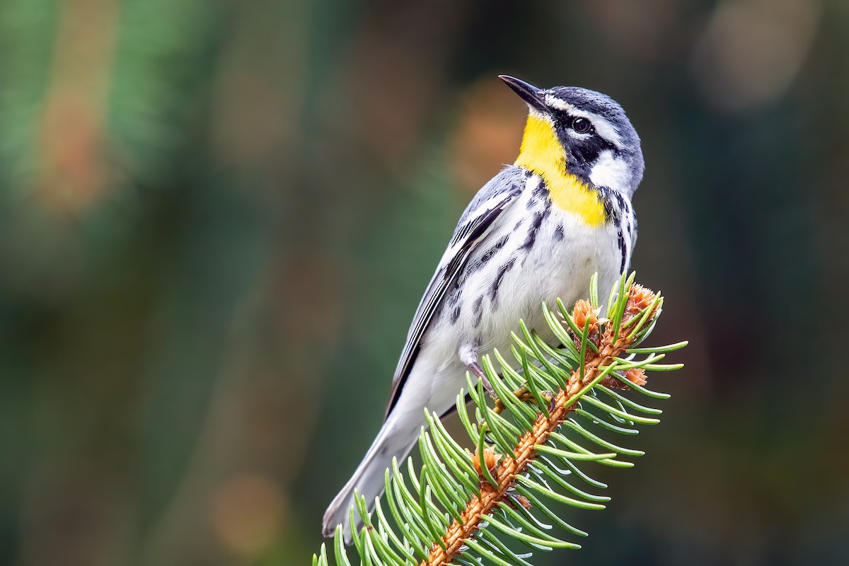 Yellow-throated Warbler - ML221877711