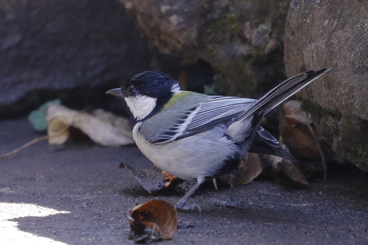 Japanese Tit - ML221878391