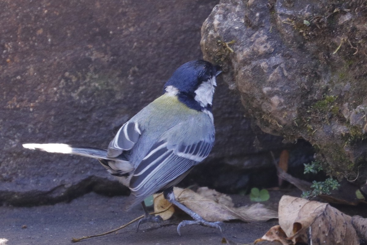 Japanese Tit - ML221878411