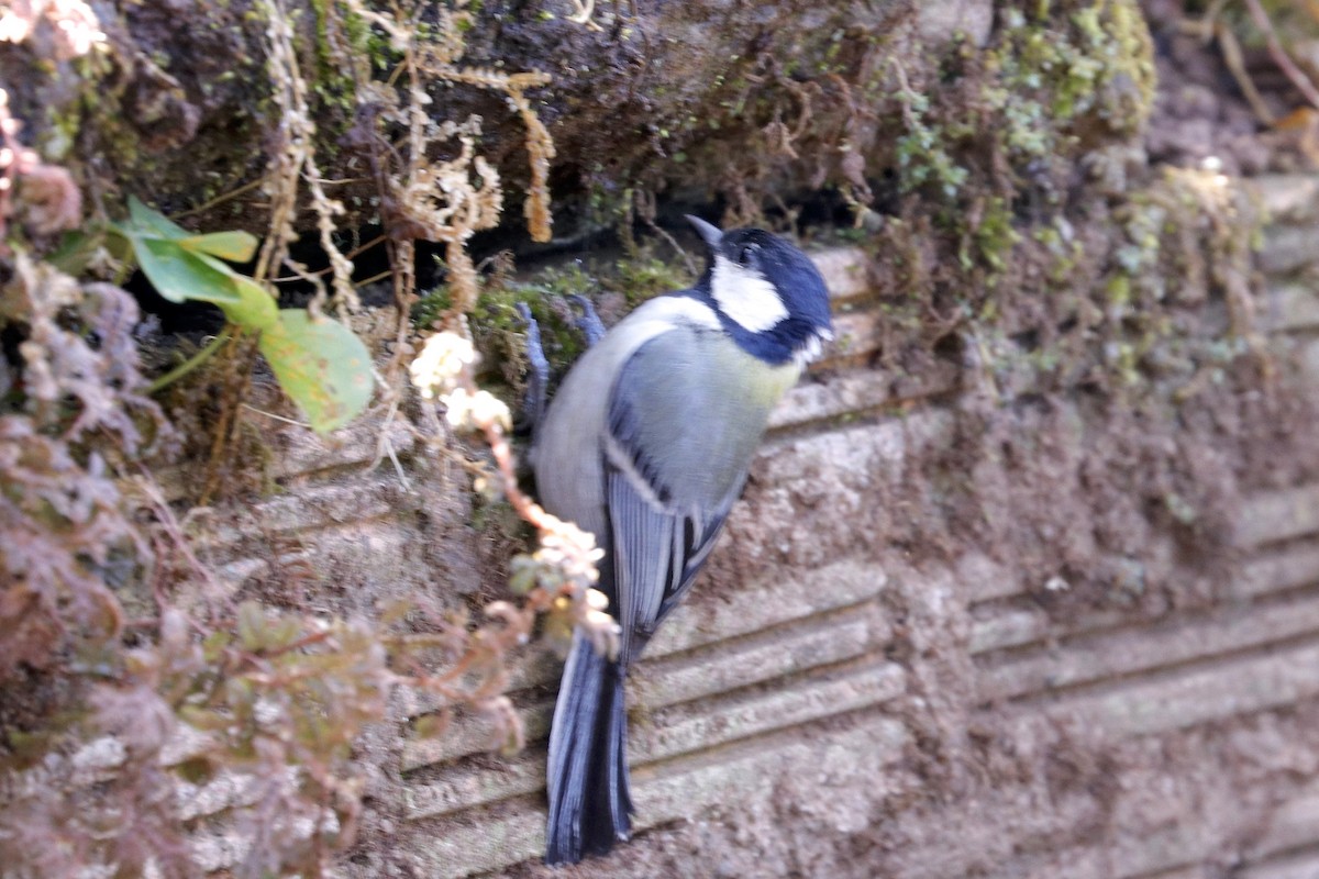 Japanese Tit - ML221878501