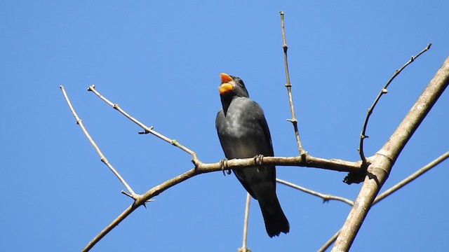 Slate-colored Seedeater - ML221879321